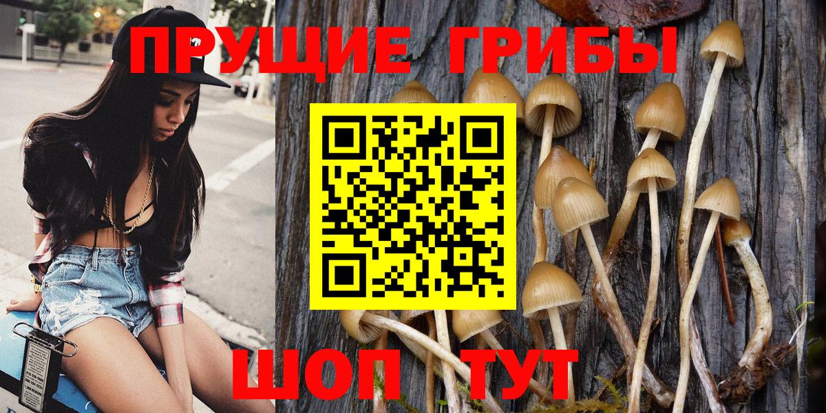 Гатчина  Псилоцибиновые грибы Cubensis  Вход с VPN  Псилоцибиновые грибы мухоморы 